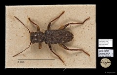 Cleridae sp. "AYC 186" • © Ang Yuchen • All Rights Reserved