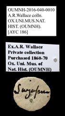 Cleridae sp. "AYC 186" • All Rights Reserved Museum Label