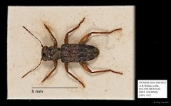 Cleridae sp. "AYC 187" • © Ang Yuchen • All Rights Reserved