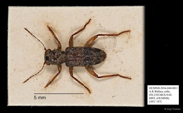 Cleridae sp. "AYC 187" • © Ang Yuchen • All Rights Reserved