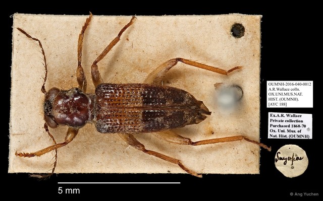 Cleridae sp. "AYC 188" • © Ang Yuchen • All Rights Reserved