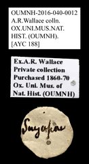 Cleridae sp. "AYC 188" • All Rights Reserved Museum Label