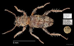 Cleridae sp. "AYC 189" • © Ang Yuchen • All Rights Reserved