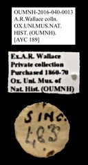 Cleridae sp. "AYC 189" • All Rights Reserved Museum Label
