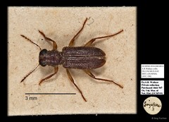 Cleridae sp. "AYC 190" • © Ang Yuchen • All Rights Reserved