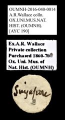 Cleridae sp. "AYC 190" • All Rights Reserved Museum Label