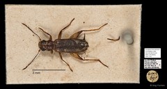 Cleridae sp. "AYC 191" • © Ang Yuchen • All Rights Reserved