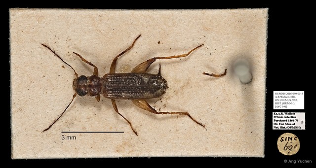 Cleridae sp. "AYC 191" • © Ang Yuchen • All Rights Reserved