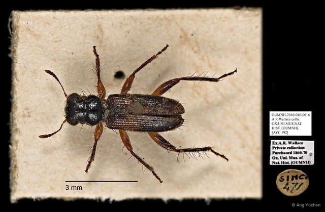 Cleridae sp. "AYC 192" • © Ang Yuchen • All Rights Reserved