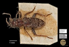 Cleridae sp. "AYC 193" • © Ang Yuchen • All Rights Reserved