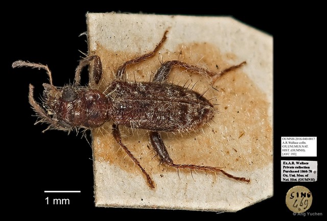 Cleridae sp. "AYC 193" • © Ang Yuchen • All Rights Reserved
