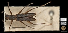 Cleridae sp. "AYC 194" • © Ang Yuchen • All Rights Reserved