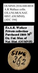 Cleridae sp. "AYC 194" • All Rights Reserved Museum Label