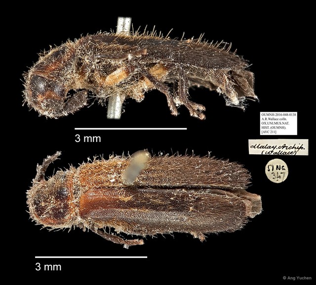 Cleridae sp. "AYC 211" • © Ang Yuchen • All Rights Reserved