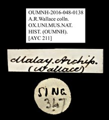 Cleridae sp. "AYC 211" • All Rights Reserved Museum Label