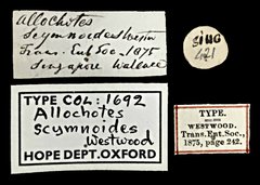 Allochotes scymnoides • All Rights Reserved Museum Label
