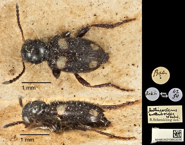 Anthicoclerus anthicoides • © Ang Yuchen • CC BY 4.0