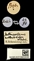 Anthicoclerus anthicoides • All Rights Reserved Museum Label