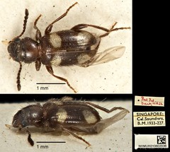 Anthicoclerus anthicoides • © Ang Yuchen • CC BY 4.0