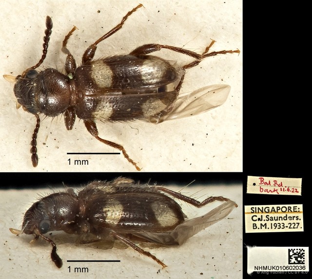 Anthicoclerus anthicoides