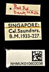 Anthicoclerus anthicoides • All Rights Reserved Museum Label