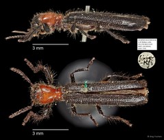 Cladiscus sp. "AYC 219" • © Ang Yuchen • All Rights Reserved