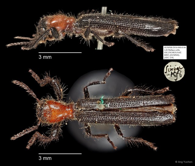 Cladiscus sp. "AYC 219" • © Ang Yuchen • All Rights Reserved