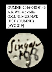 Cladiscus sp. "AYC 219" • All Rights Reserved Museum Label