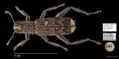 Omadius sp. "AYC 177" • © Ang Yuchen • All Rights Reserved