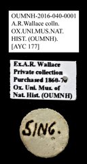Omadius sp. "AYC 177" • All Rights Reserved Museum Label