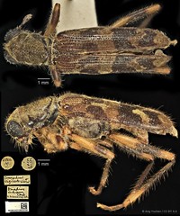 Omadius indicus • © Ang Yuchen • CC BY 4.0