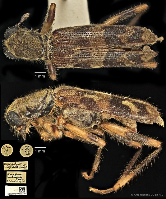Omadius indicus • © Ang Yuchen • CC BY 4.0