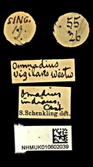 Omadius indicus • All Rights Reserved Museum Label