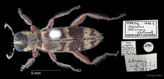Omadius seticornis • © Ang Yuchen • All Rights Reserved