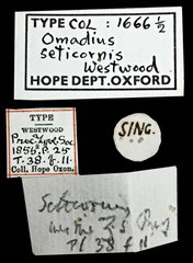 Omadius seticornis • All Rights Reserved Museum Label