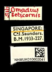 Omadius seticornis • All Rights Reserved Museum Label