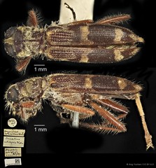 Omadius seticornis • © Ang Yuchen • CC BY 4.0
