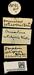 Omadius seticornis • All Rights Reserved Museum Label