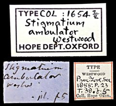 Stigmatium