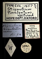 Stigmatium