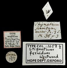 Stigmatium • All Rights Reserved Museum Label