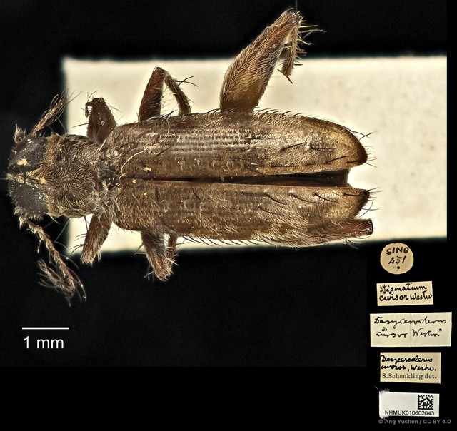 Stigmatium