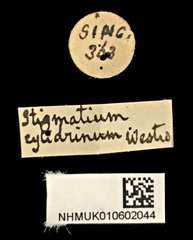 Stigmatium • All Rights Reserved Museum Label