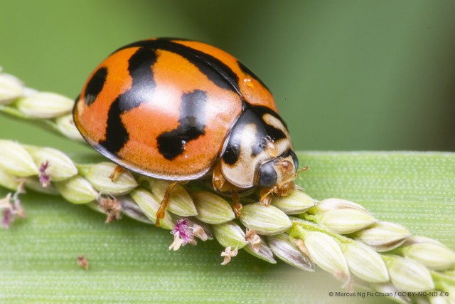 Cheilomenes sexmaculata • © Marcus Ng Fu Chuan • CC BY-NC-ND 4.0