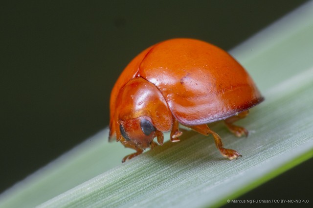 Chilocorus circumdatus • © Marcus Ng Fu Chuan • CC BY-NC-ND 4.0