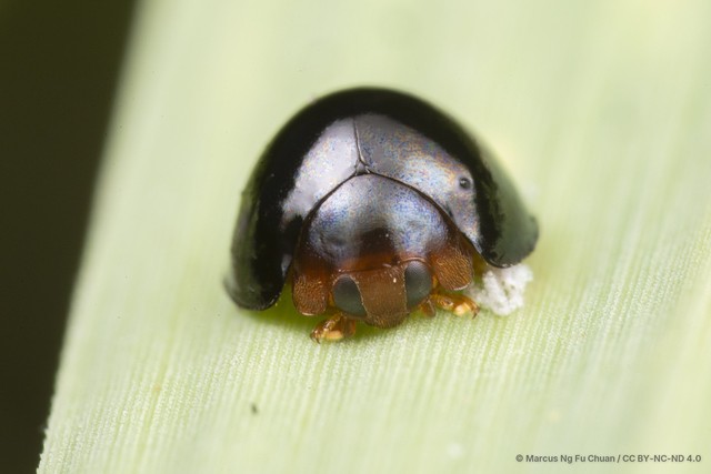 Chilocorus nigritus • © Marcus Ng Fu Chuan • CC BY-NC-ND 4.0
