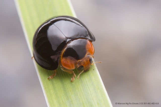 Coelophora inaequalis • © Marcus Ng Fu Chuan • CC BY-NC-ND 4.0