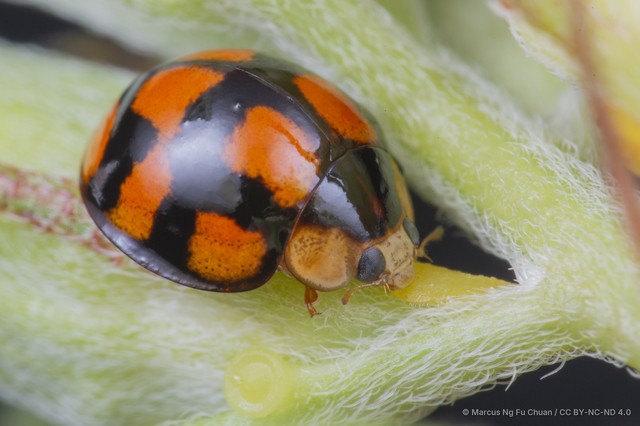 Coelophora inaequalis