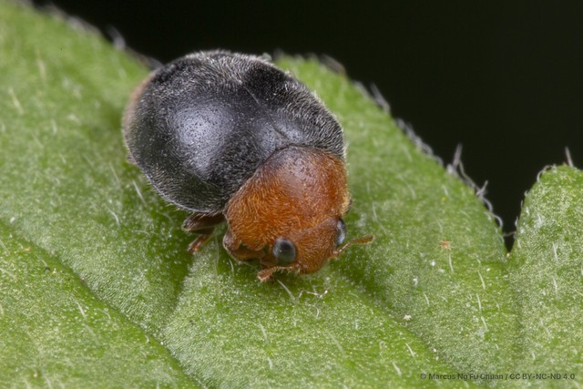 Cryptolaemus montrouzieri • © Marcus Ng Fu Chuan • CC BY-NC-ND 4.0