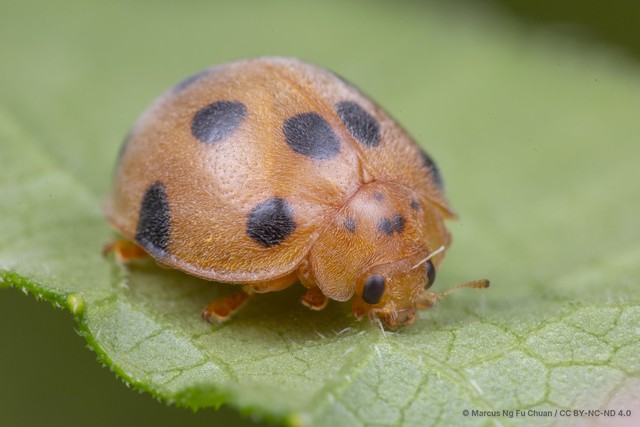Henosepilachna vigintioctopunctata • © Marcus Ng Fu Chuan • CC BY-NC-ND 4.0